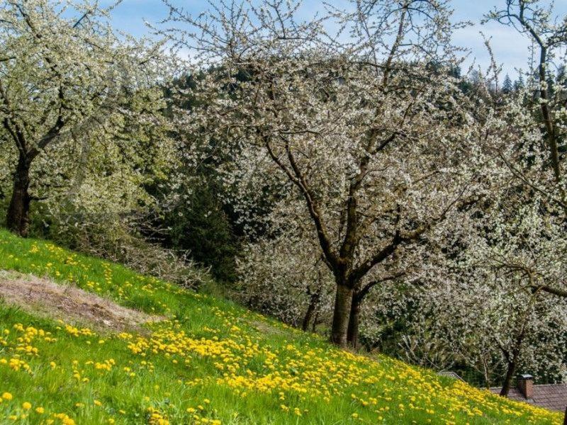 Ferienwohnung Schneckenhus Lautenbach المظهر الخارجي الصورة